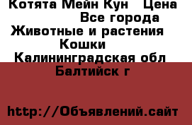 Котята Мейн Кун › Цена ­ 15 000 - Все города Животные и растения » Кошки   . Калининградская обл.,Балтийск г.